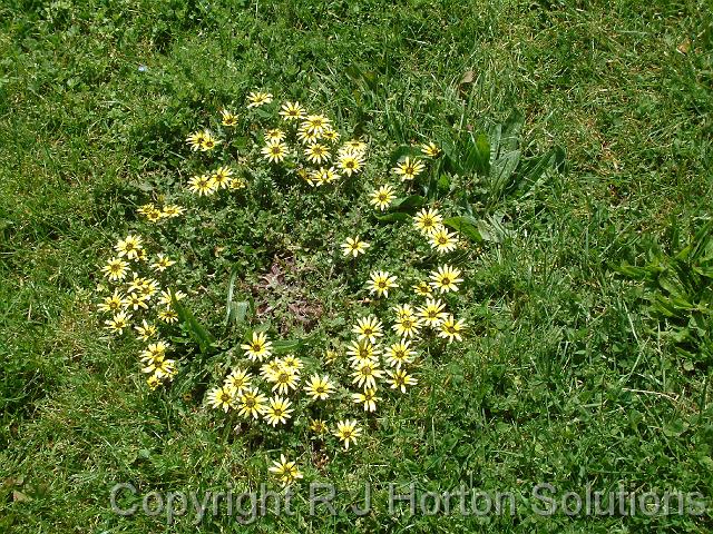 Capeweed NZ